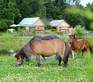 Falabella Foal mini horses grazing on a green meadow, selective