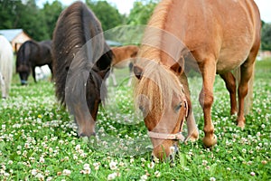 Falabella Foal mini horses grazing on a green meadow, selective