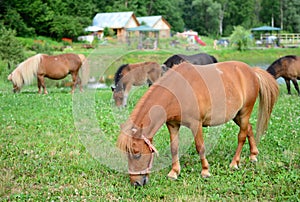 Falabella Foal mini horses grazing, selective focus, in the back