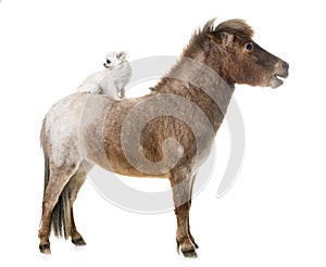 Falabella miniature horse