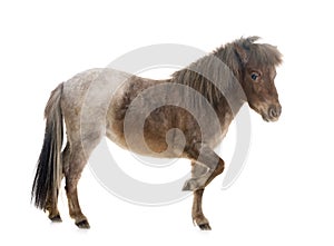 Falabella miniature horse