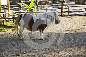 Falabella miniature horse