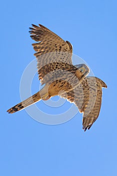 Falcao with open wings flying with photo