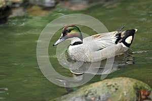 Falcated teal