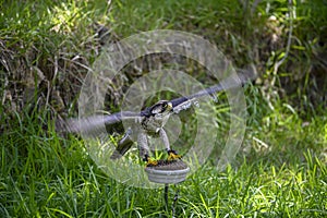 Falco biarmicus or borni falcon, barni or lanario is a species of falconiform bird in the Falconidae family