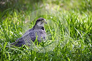 Falco biarmicus or borni falcon, barni or lanario is a species of falconiform bird in the Falconidae family