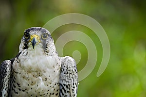 Falco biarmicus or borni falcon, barni or lanario is a species of falconiform bird in the Falconidae family