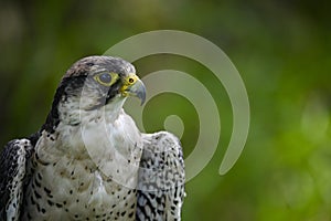 Falco biarmicus or borni falcon, barni or lanario is a species of falconiform bird in the Falconidae family