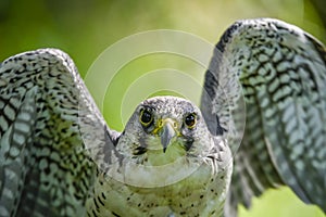 Falco biarmicus or borni falcon, barni or lanario is a species of falconiform bird in the Falconidae family