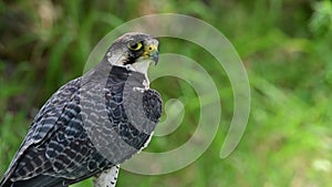 Falco biarmicus or borni falcon, barni or lanario is a species of falconiform bird in the Falconidae family