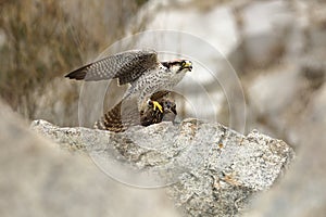 Falco biarmicus. Predator was photographed in the Czech Republic.