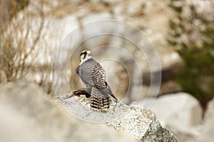 Falco biarmicus. Predator was photographed in the Czech Republic.