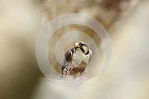 Falco biarmicus. Predator was photographed in the Czech Republic.