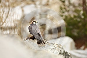 Falco biarmicus. Predator was photographed in the Czech Republic.