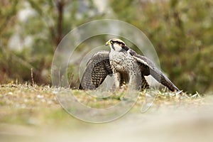 Falco biarmicus. Predator was photographed in the Czech Republic.