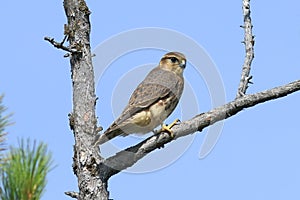 Falco columbarius. Falcon Merlin sits on the dry branches of a p