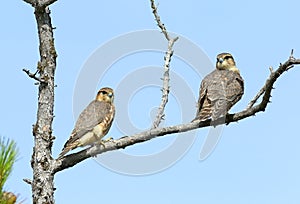 Falco columbarius. Two falcons Merlins closeup in the North of W