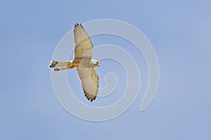 Falco naumanni, Lesser Kestrel