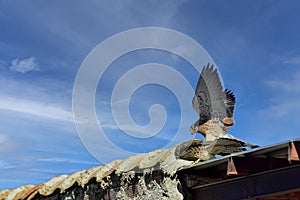 Falco naumanni o cernicalo primilla, ave falconiforme de la familia Falconidae.