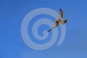 Falco naumanni o cernicalo primilla, ave falconiforme de la familia Falconidae.