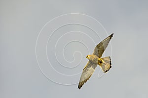 Falco naumanni o cernicalo primilla, ave falconiforme de la familia Falconidae. photo