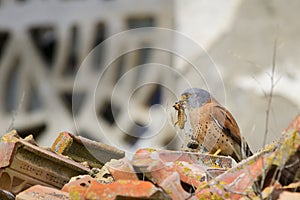 Falco naumanni o cernicalo primilla, ave falconiforme de la familia Falconidae. photo