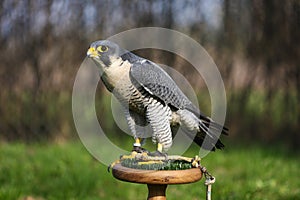 Falco peregrinus calidus artic falcon on perch