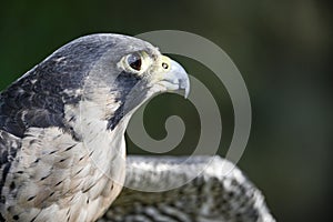 Falco peregrinus male or peregrine falcon, is a species of falconiform bird in the Falconidae family