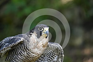 Falco peregrinus male or peregrine falcon, is a species of falconiform bird in the Falconidae family