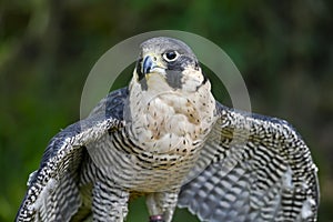 Falco peregrinus male or peregrine falcon, is a species of falconiform bird in the Falconidae family