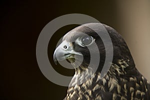Falco Peregrinus Minor