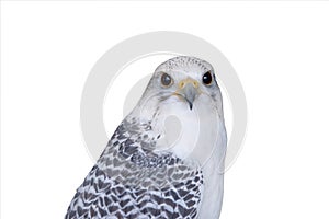 falco rusticolus isolated on white background