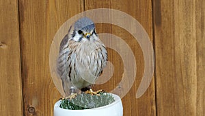 Falco sparverius bird of prey portrait