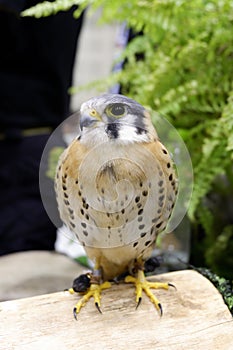 Falco Sparverius was show in animal fair