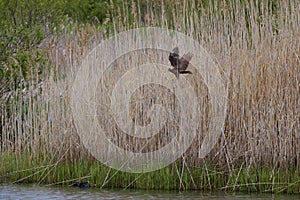 Falco subbuteo) landing on reeds