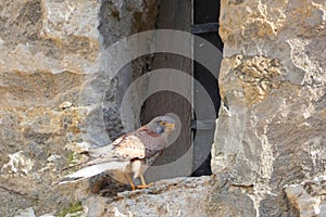 Falco tinnunculus in the church tower