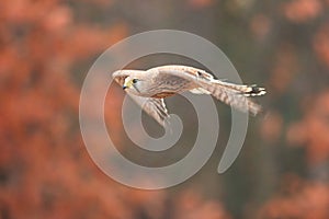 Falco tinnunculus, , common kestrel,