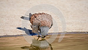 Falco tinnunculus - The common kestrel is a species of falconiform bird in the family Falconidae