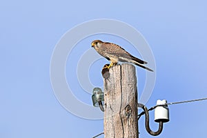 Falco tinnunculus. Female Kestrel on a summer evening in the Altai