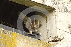 Falco tinnunculus juvenile learning to fly