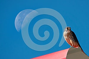 Falco tinnunculus sits against the background of moon and blue sky