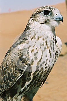 Falcon