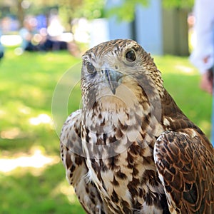 Falcon photo