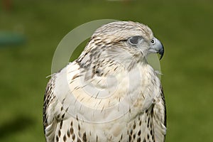 Falcon