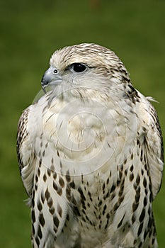 Falcon