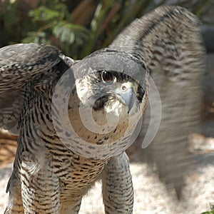 Falcon photo