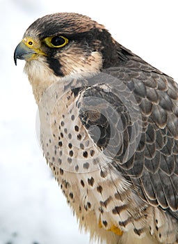 Falcon