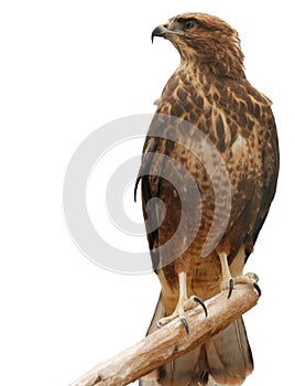 Falcon photo