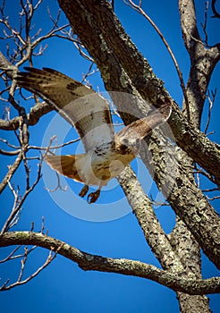 Falcon airborne