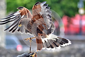 Falcon attached to handler glove